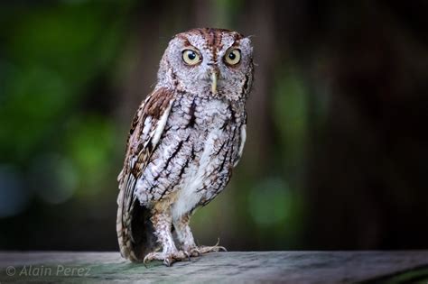 Florida screech owl sound. Things To Know About Florida screech owl sound. 